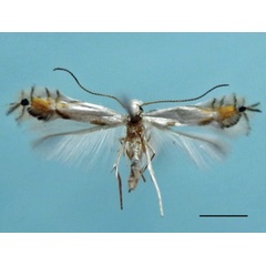 /filer/webapps/moths_gc/media/images/I/indistincta_Phyllocnistis_PT_OPU_2.jpg