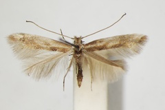 Phyllonorycter cytisifoliae