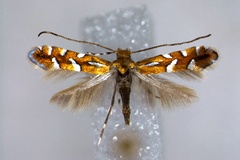 Phyllonorycter sublautella