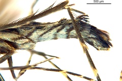 Diphtheroptila oxyloga
