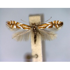 /filer/webapps/moths_gc/media/images/G/gerasimowi_Phyllonorycter_A_EIHU.jpg