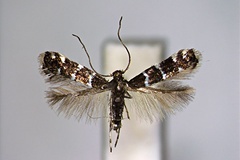 Marmara arbutiella