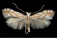 Phyllonorycter distentella