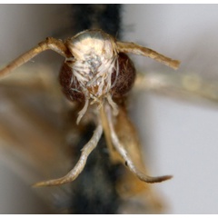 /filer/webapps/moths_gc/media/images/C/chalceopla_Parectopa_HT_head_ANIC.jpg