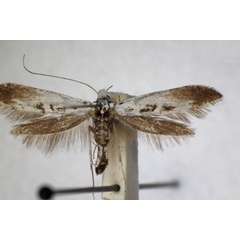 /filer/webapps/moths_gc/media/images/C/caudulatella_Ornixola_A_ZSM_6.jpg