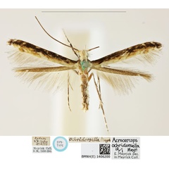 /filer/webapps/moths_gc/media/images/O/ochridorsellum_Diphtheroptila_LT_BMNH_1406200.jpg