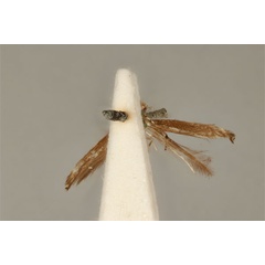 /filer/webapps/moths_gc/media/images/A/albomaculella_Acrocercops_HT_ANIC31-010813_ventral.jpg