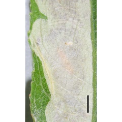 /filer/webapps/moths_gc/media/images/R/riparia_Cameraria_larva3_Sawada-etal_2024_188.jpg