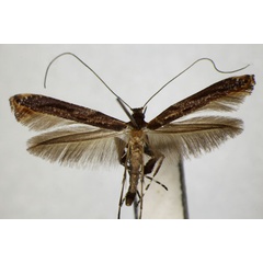 /filer/webapps/moths_gc/media/images/M/magnoliae_Caloptilia_PT_ZSM_2.jpg