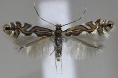 Phyllonorycter strigulatella
