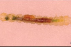 Macrosaccus morrisella