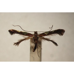 /filer/webapps/moths_gc/media/images/C/camaronae_Caloptilia_ST_BMNH-(E)-1409593_BMNH.jpg
