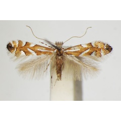 /filer/webapps/moths_gc/media/images/P/phyllocytisi_Phyllonorycter_A_ZSM_2.jpg