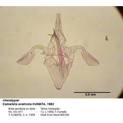 /filer/webapps/moths_gc/media/images/A/acericola_Cameraria_GM_HT_417_EIHU.jpg