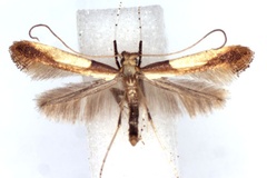 Caloptilia sapporella