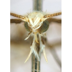 /filer/webapps/moths_gc/media/images/B/breynella_Diphtheroptila_PT4_head1_ANIC.jpg
