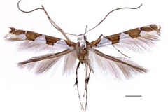 Dialectica odontosema