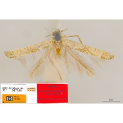 /filer/webapps/moths_gc/media/images/D/didymosticha_Cuphodes_PLT_ANIC.jpg