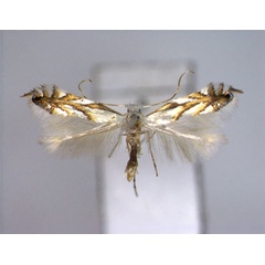 /filer/webapps/moths_gc/media/images/L/leucocorona_Phyllonorycter_A_EIHU.jpg