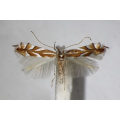 /filer/webapps/moths_gc/media/images/D/distentella_Phyllonorycter_A_ZSM_4.jpg