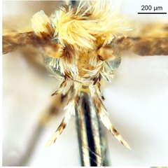 /filer/webapps/moths_gc/media/images/D/doo_Bridella_PT_head1_De-Prins-etal_2025_16.jpg