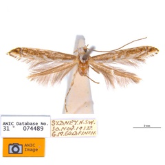 /filer/webapps/moths_gc/media/images/Z/zalosticha_Epicephala_PLT4_ANIC.jpg
