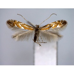 /filer/webapps/moths_gc/media/images/R/ringoniella_Phyllonorycter_A_EIHU.jpg