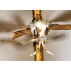 /filer/webapps/moths_gc/media/images/T/tristaniae_Acrocercops_ST1_head_ANIC.jpg