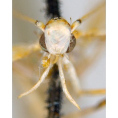 /filer/webapps/moths_gc/media/images/M/maculosa_Cuphodes_A8_head_ANIC.jpg
