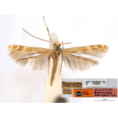 /filer/webapps/moths_gc/media/images/O/ochroptila_Acrocercops_HT_ANIC.jpg
