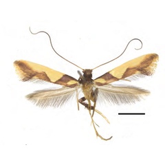 /filer/webapps/moths_gc/media/images/X/xanrhopharella_Caloptilia_AF_RMNH.INS.25559_Guiguet-et-al_123.jpg