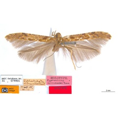 /filer/webapps/moths_gc/media/images/O/ostracodes_Caloptilia_ST2_ANIC.jpg