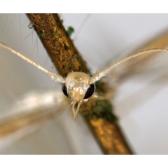 /filer/webapps/moths_gc/media/images/D/diplomochla_Phyllocnistis_ST3_head_ANIC.jpg