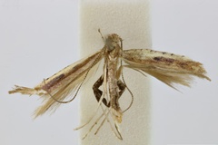 Caloptilia immuricata