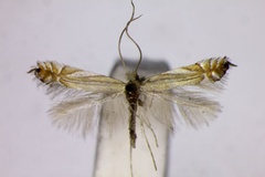 Phyllonorycter scitulella