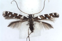 Dialectica imperialella
