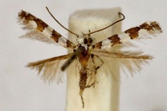 Acrocercops autadelpha
