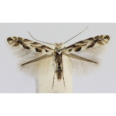 /filer/webapps/moths_gc/media/images/A/apparella_Phyllonorycter_A_Bentsson_female.jpg
