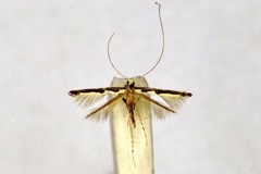 Cuphodes callimacha