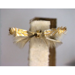 /filer/webapps/moths_gc/media/images/F/felinella_Phyllonorycter_PT_EIHU.jpg