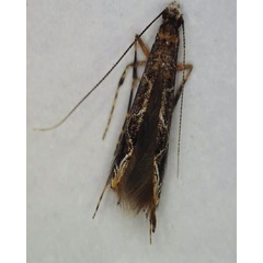 /filer/webapps/moths_gc/media/images/S/sinensis_Conopomorpha_A_Siraj-etal_2026_175.jpg