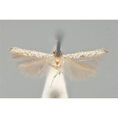 /filer/webapps/moths_gc/media/images/Z/zophopasta_Cuphodes_HT_ANIC31-010799_dorsal.jpg
