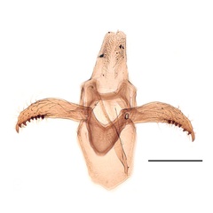 /filer/webapps/moths_gc/media/images/C/cavella_Phyllonorycter_GM_Kirichenko-et-al_2019_24.jpg