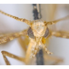 /filer/webapps/moths_gc/media/images/D/dialeuca_Toowoomba_PLT_head_ANIC.jpg