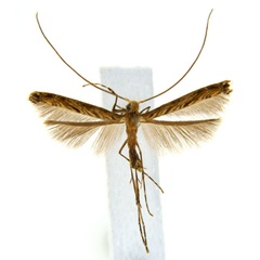 /filer/webapps/moths_gc/media/images/G/glochidia_Diphtheroptila_PT3_ANIC.jpg