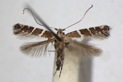 Spulerina dissotoma
