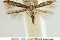 Parectopa alysidota
