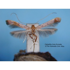 /filer/webapps/moths_gc/media/images/R/rhois_Caloptilia_HT_EIHU.jpg