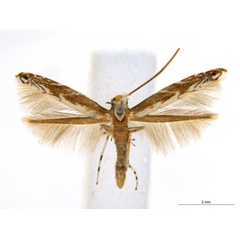 /filer/webapps/moths_gc/media/images/P/philippa_Epicephala_PT3_ANIC.jpg