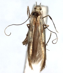 /filer/webapps/moths_gc/media/images/A/acerivorella_Caloptilia_A_WJDP.jpg